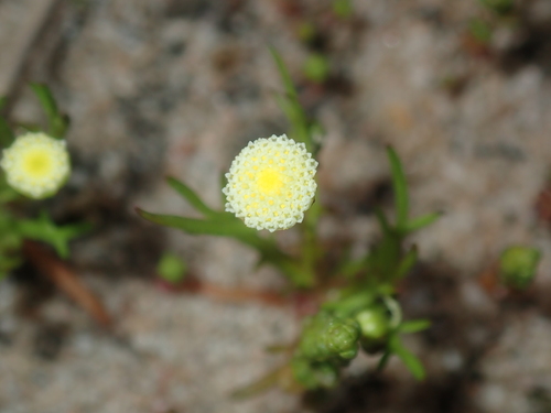 Image of Cotula bipinnata by (c) Thomas Mesaglio, some rights reserved (CC BY)