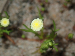 Cotula bipinnata
