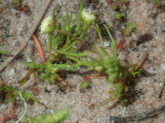 Cotula bipinnata