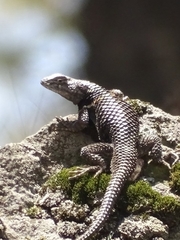 Sceloporus mucronatus