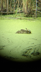 Chrysemys picta marginata