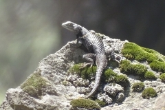 Sceloporus mucronatus