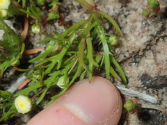 Cotula bipinnata