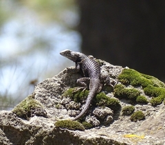 Sceloporus mucronatus