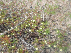 Cotula bipinnata