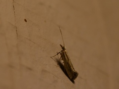 Plutella porrectella