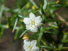 Corynotheca acanthoclada