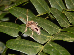 Megabasis speculifera