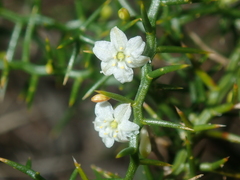 Corynotheca acanthoclada