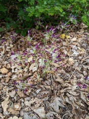 Allium bolanderi