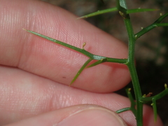 Corynotheca acanthoclada