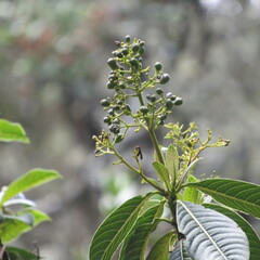 Palicourea lineariflora
