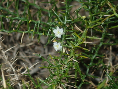 Corynotheca acanthoclada