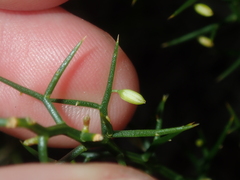 Corynotheca acanthoclada