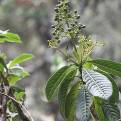 Palicourea lineariflora