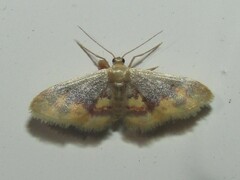Idaea scintillularia