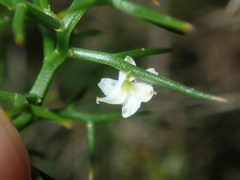 Corynotheca acanthoclada