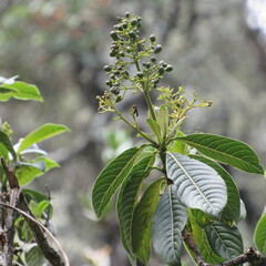 Palicourea lineariflora