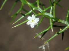 Corynotheca acanthoclada