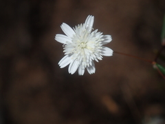 Podolepis capillaris