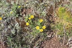Grindelia inuloides