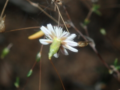 Podolepis capillaris