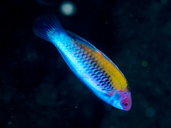 Orange-Back Wrasse photo 1