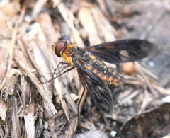 Poecilanthrax ingens