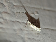 Plutella porrectella