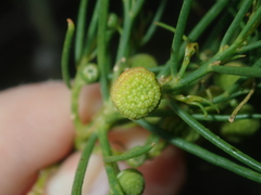 Gyrostemon ramulosus