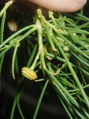Gyrostemon ramulosus
