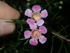 Chamelaucium uncinatum