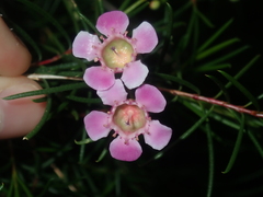 Chamelaucium uncinatum
