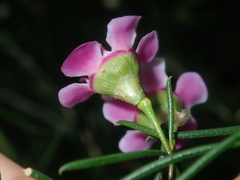 Chamelaucium uncinatum