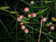 Chamelaucium uncinatum