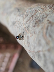 Hydrotaea chalcogaster