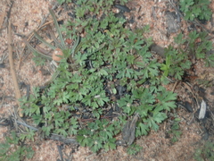 Trachymene