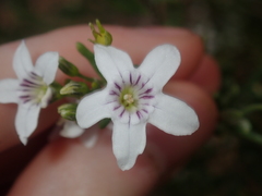 Cyphanthera racemosa