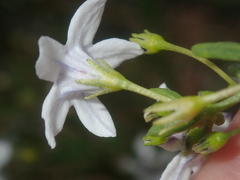 Cyphanthera racemosa