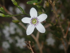 Cyphanthera racemosa