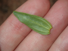 Podolepis capillaris