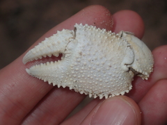 Ocypode convexa
