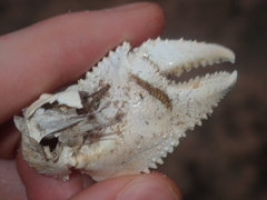 Ocypode convexa