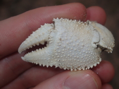 Ocypode convexa
