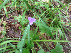 Tradescantia subaspera