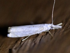 Crambus albellus