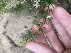 Corynotheca acanthoclada