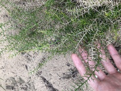 Corynotheca acanthoclada