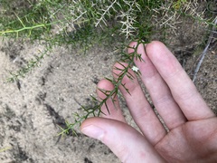 Corynotheca acanthoclada