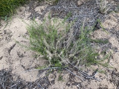 Corynotheca acanthoclada